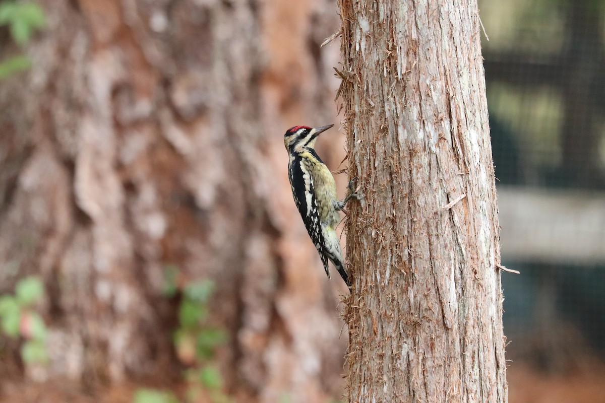 Yellow-bellied Sapsucker - ML646268718