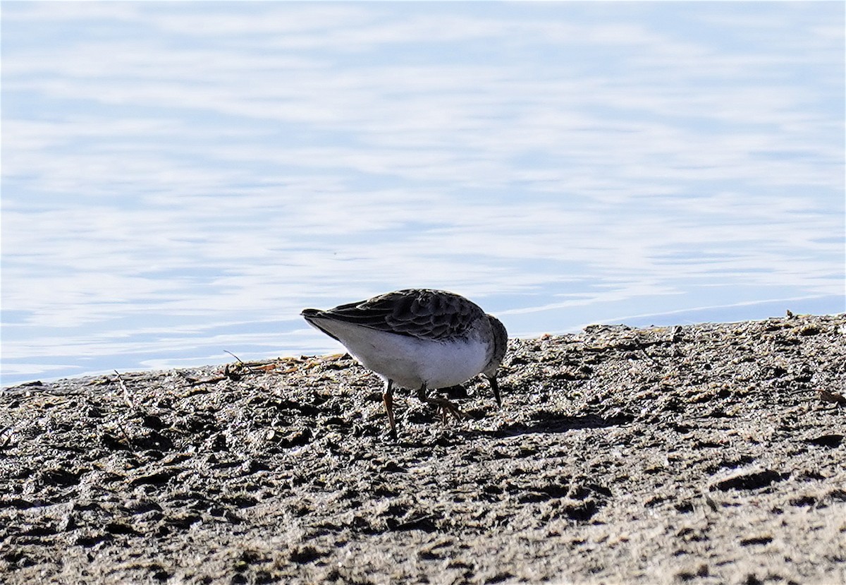 Gambecchio americano - ML646268724