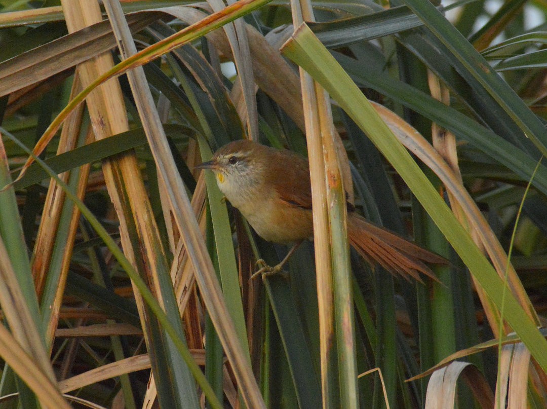 Sulphur-bearded Reedhaunter - ML646268731