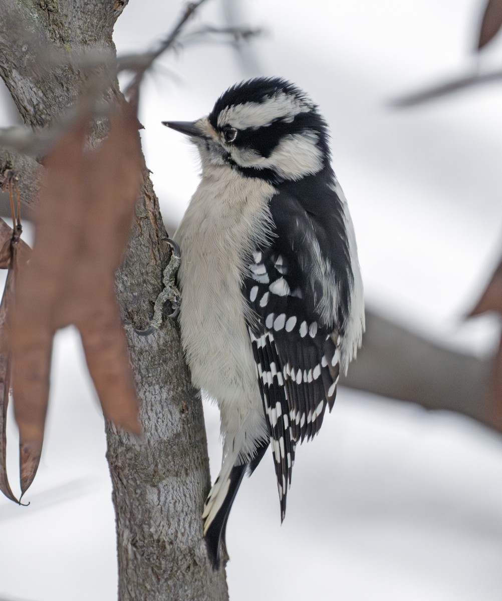 Downy Woodpecker - ML646268732