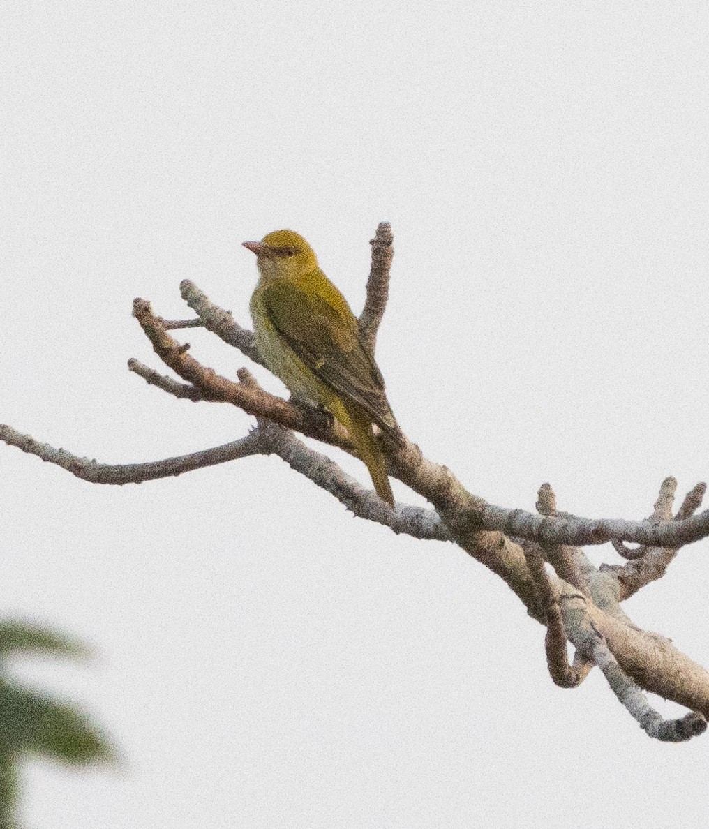 Вивільга індійська - ML646268734