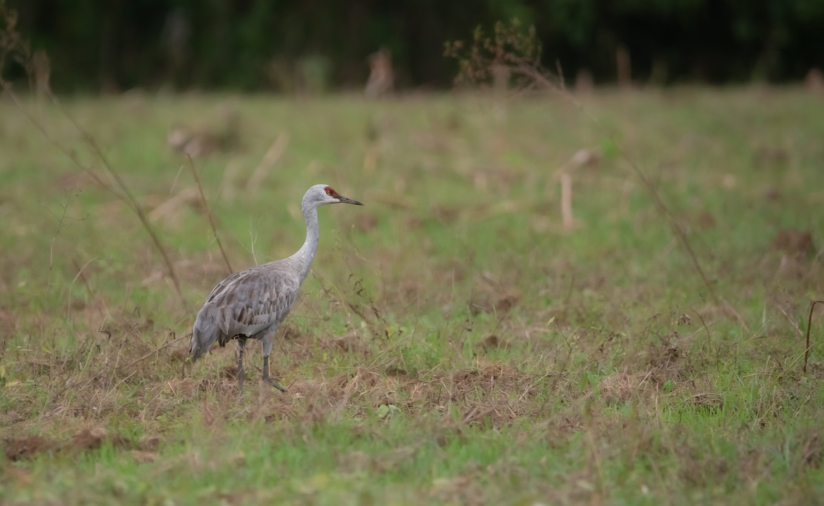Sandhill Crane - ML646268749