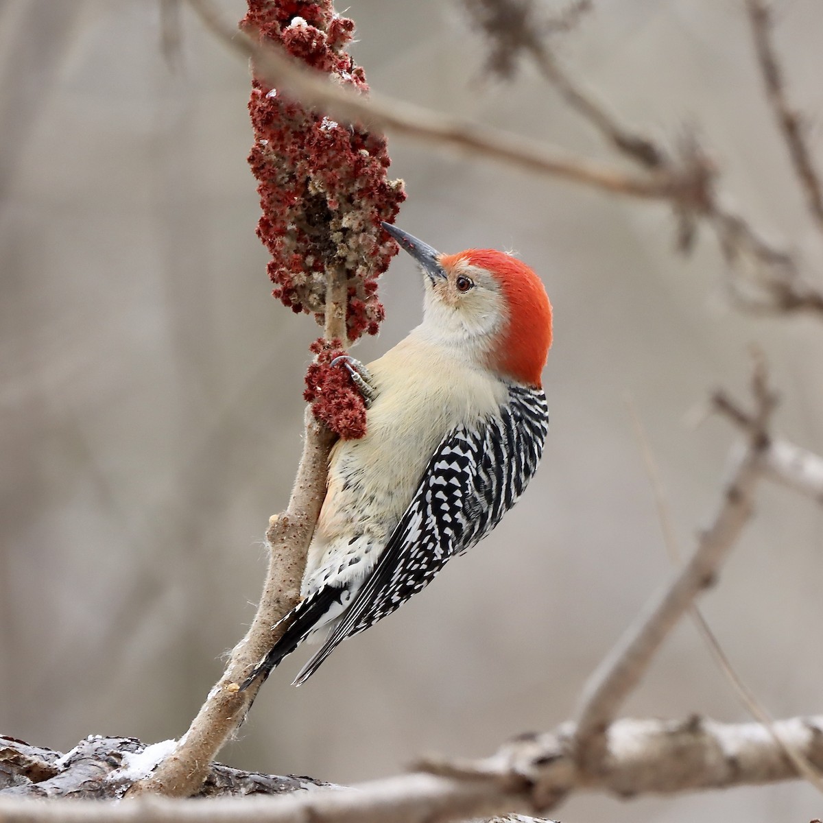 Red-bellied Woodpecker - ML646268751