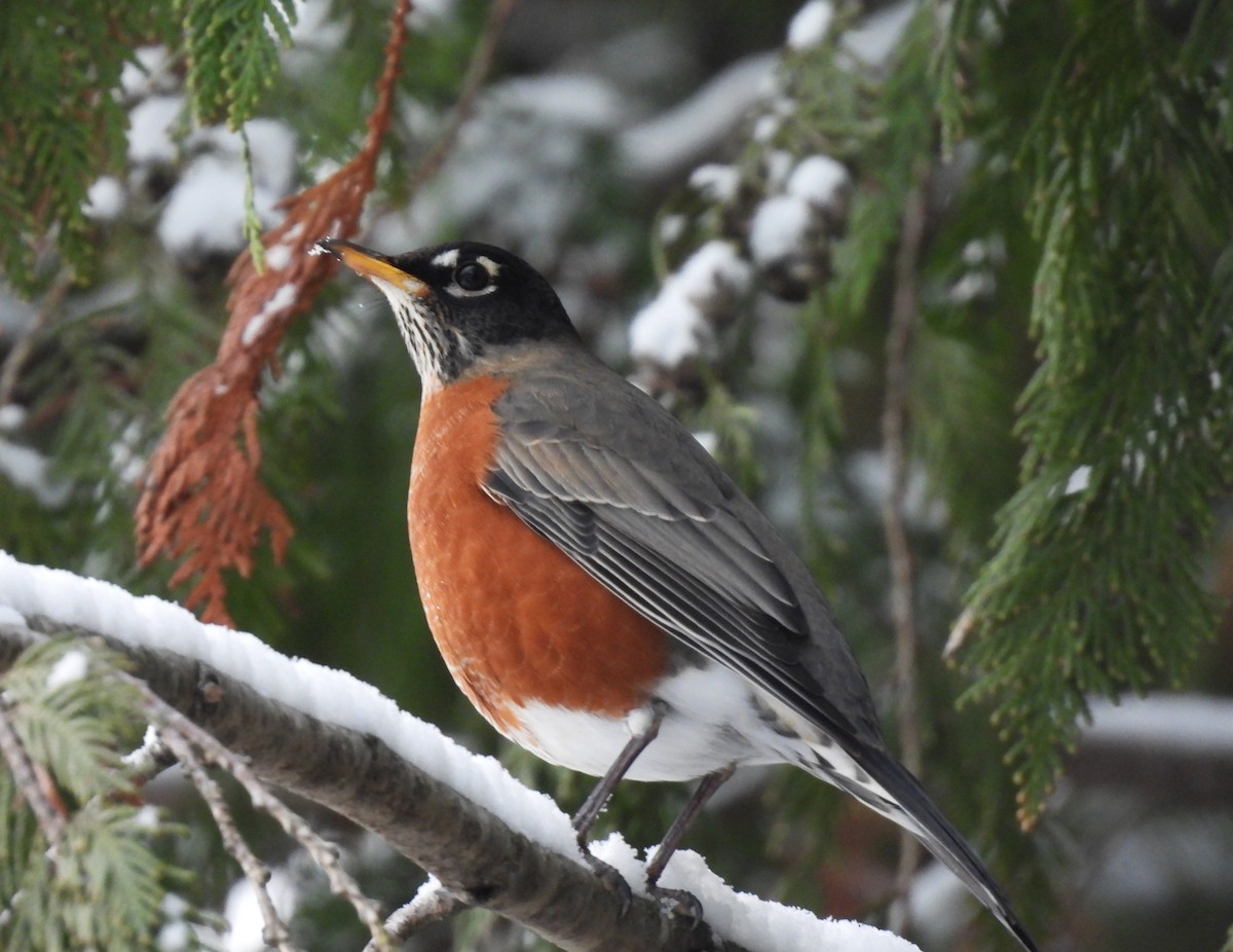 American Robin - ML646268754