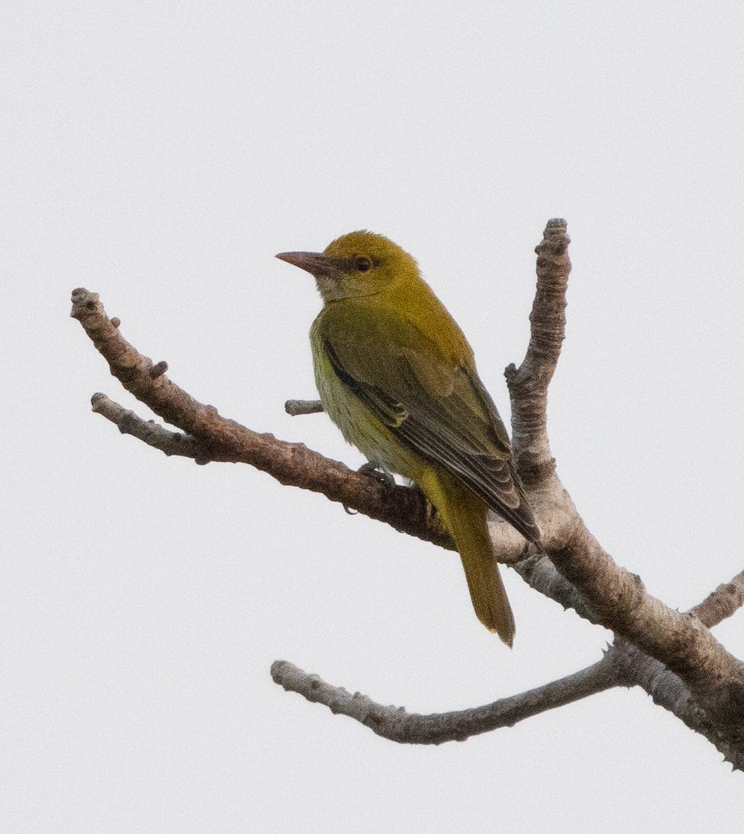 Вивільга індійська - ML646268755