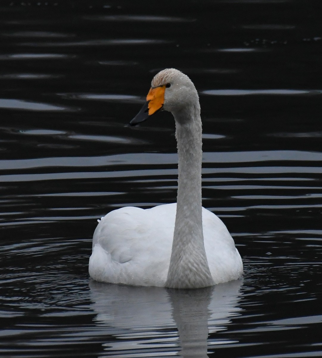 Whooper Swan - ML646268762