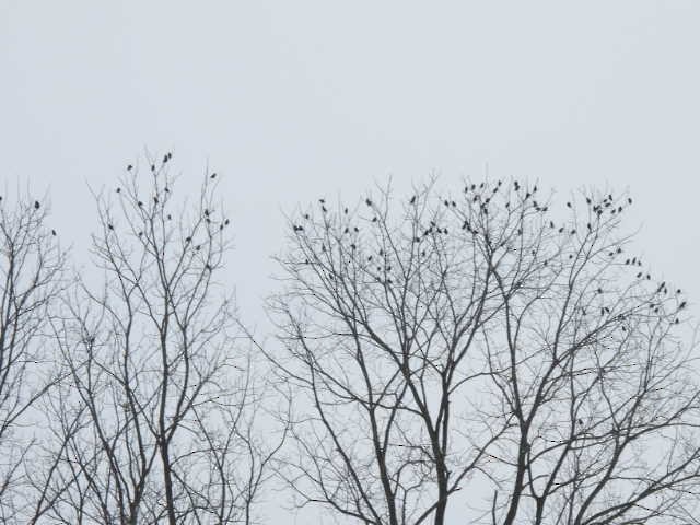 European Starling - ML646268763