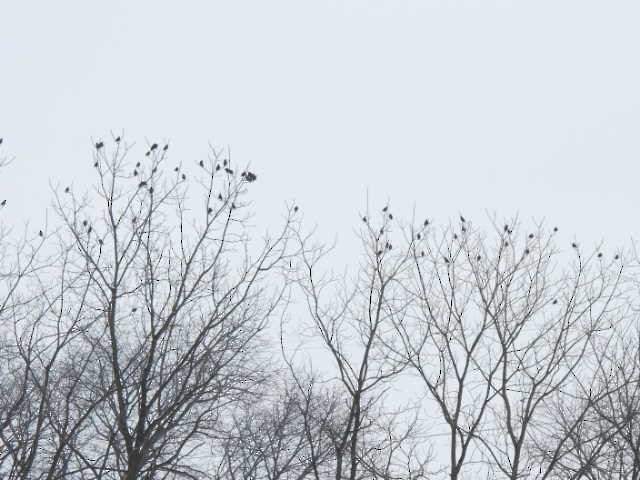 European Starling - ML646268764