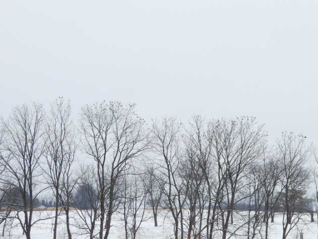 European Starling - ML646268765