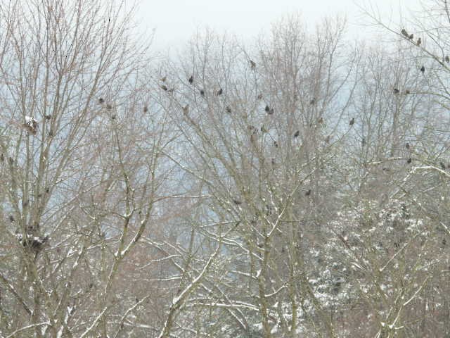 European Starling - ML646268766