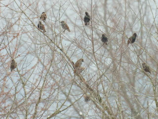 European Starling - ML646268767