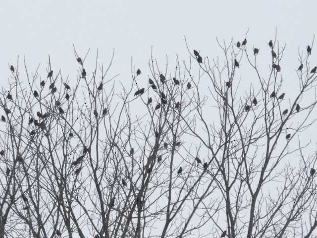 European Starling - ML646268768