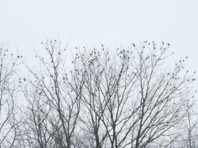 European Starling - ML646268769