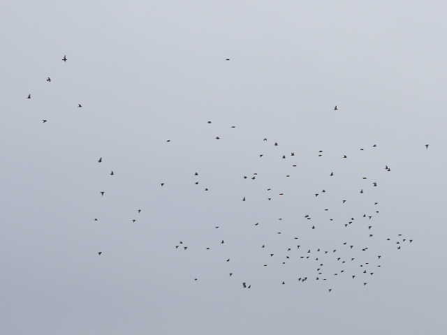 European Starling - ML646268770