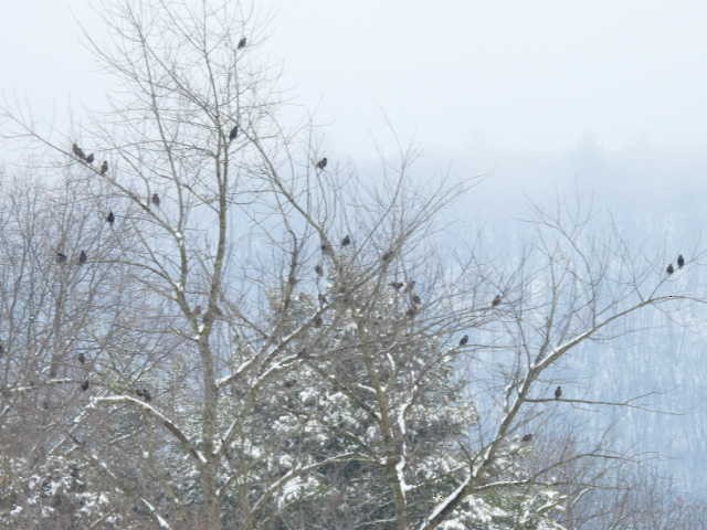 European Starling - ML646268771