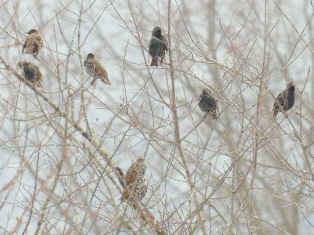 European Starling - ML646268772