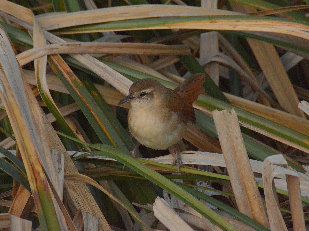 Curve-billed Reedhaunter - ML646268778