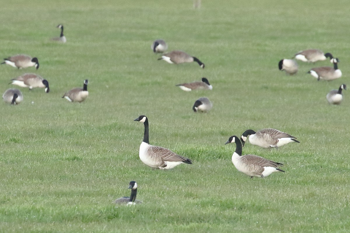 Oca canadese maggiore - ML646268779