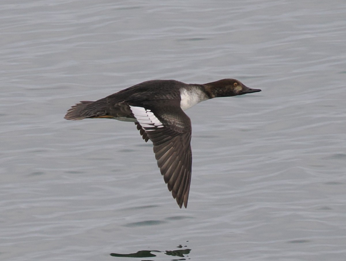 雑種 ホオジロガモ ｘ オウギアイサ - ML646268780