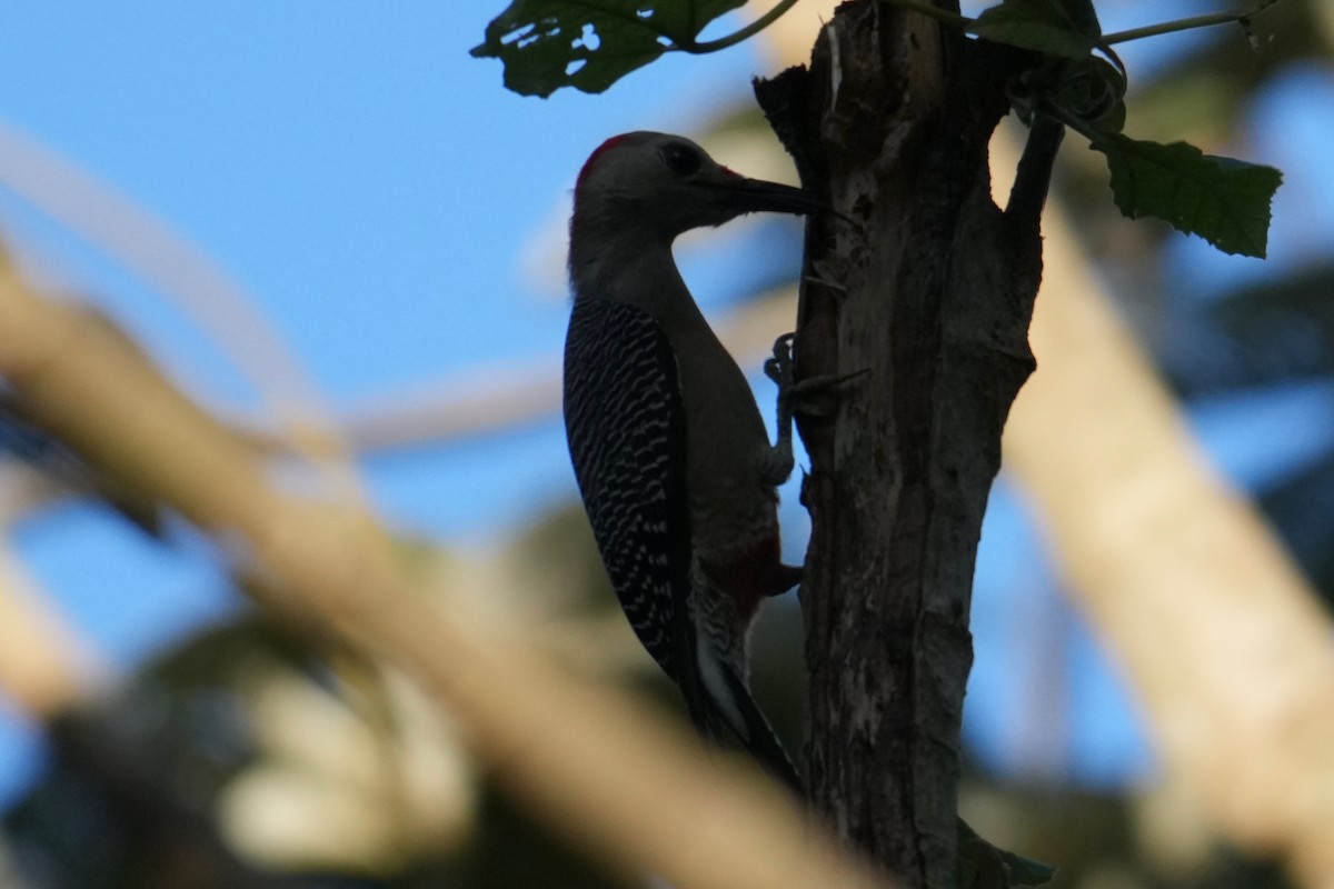 Golden-fronted Woodpecker - ML646268781