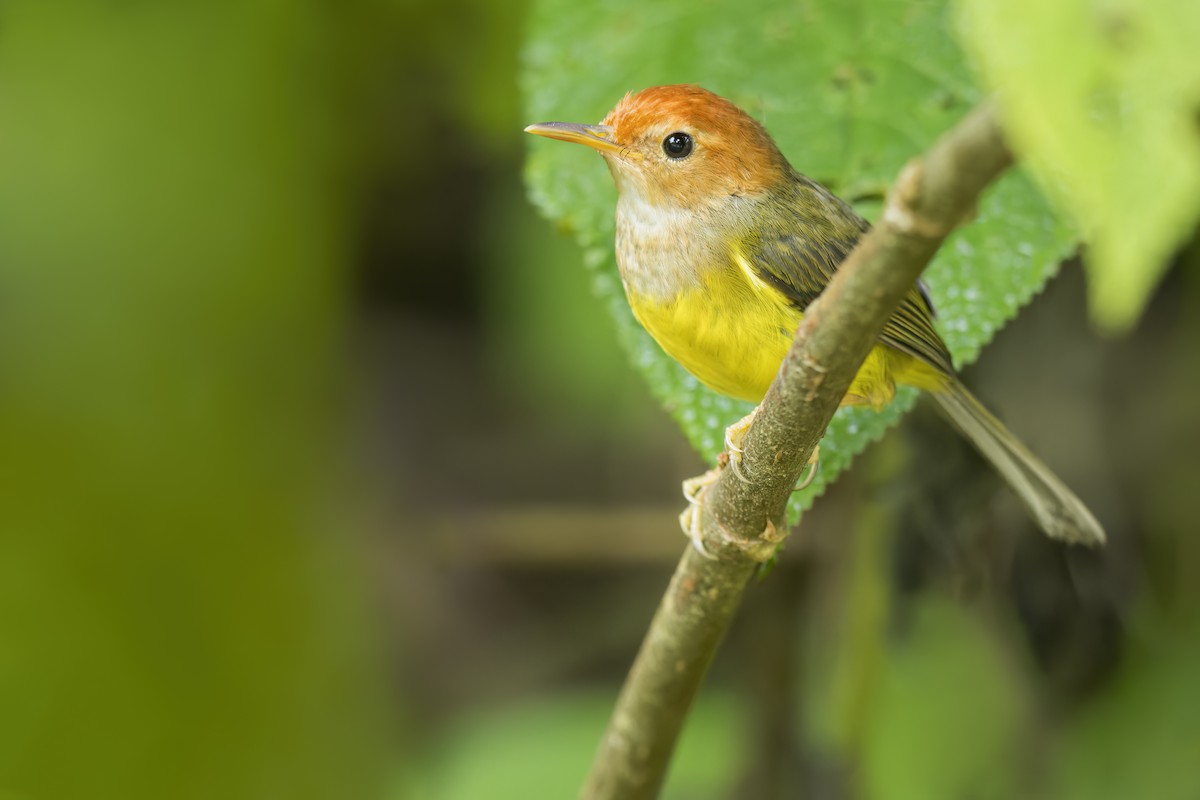 Rufous-headed Tailorbird - ML646268782