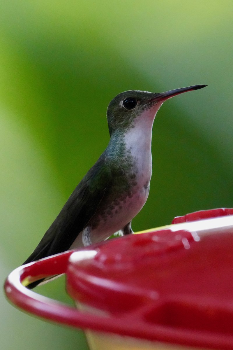 White-bellied Emerald - ML646268791