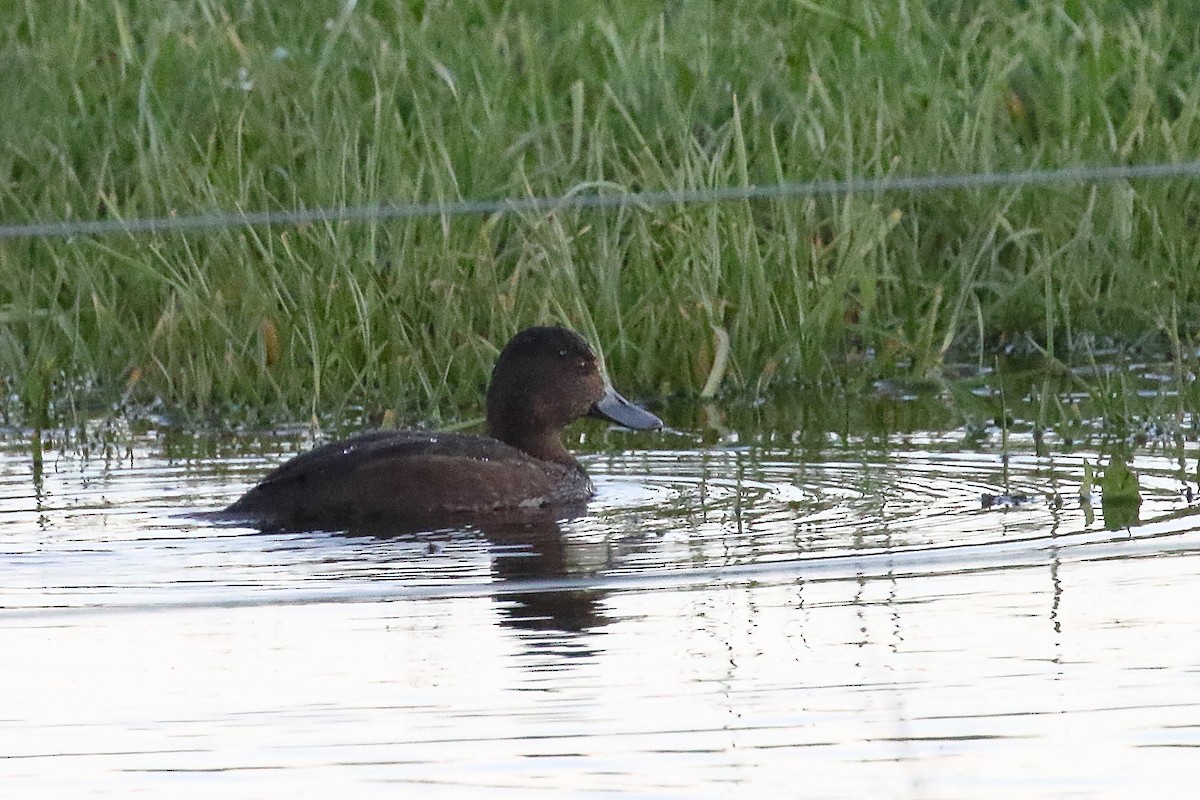 Yeni Zelanda Patkası - ML646268792