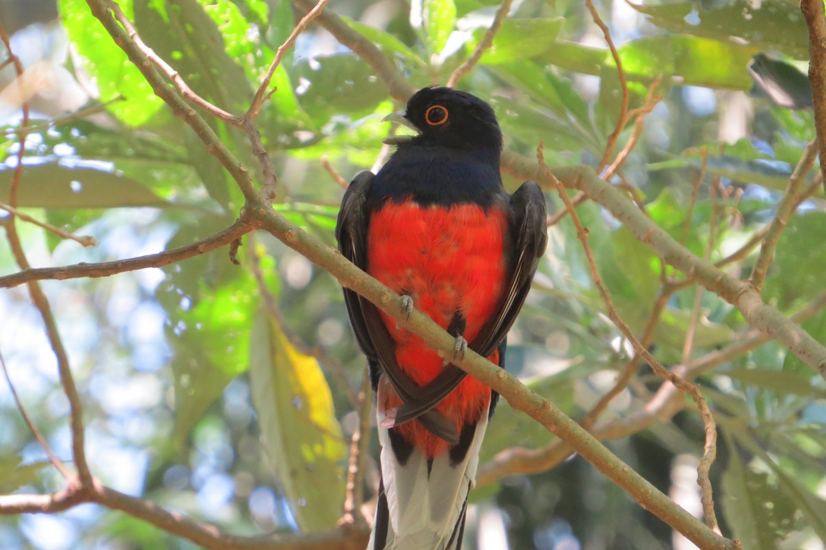 Surucua Trogon - ML646268797