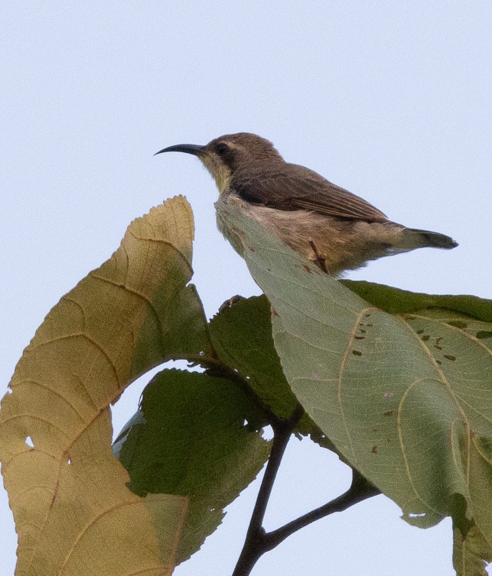 Purple-rumped Sunbird - ML646268798