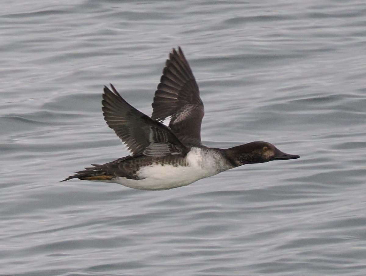 Common Goldeneye x Hooded Merganser (hybrid) - ML646268800