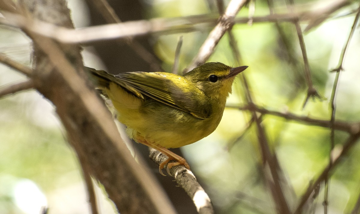 Flavescent Warbler - ML646268801