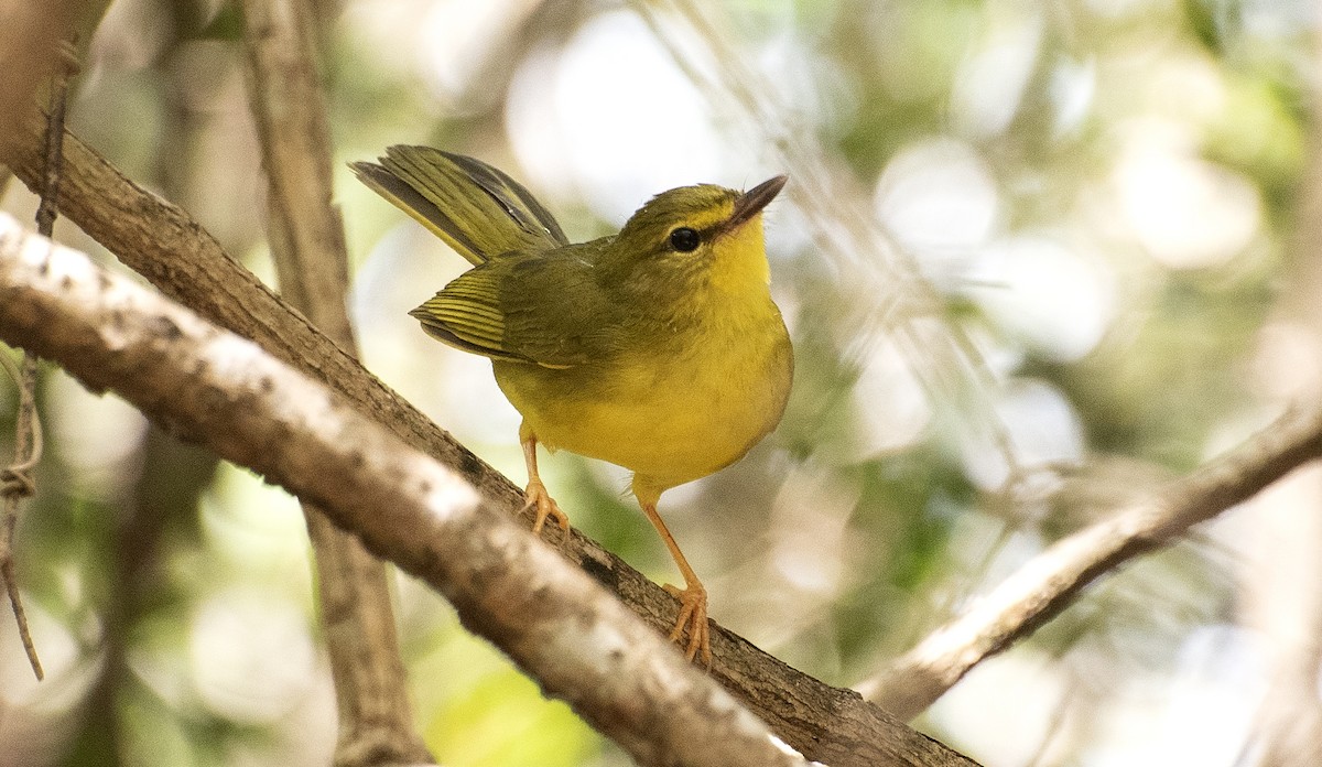 Flavescent Warbler - ML646268802