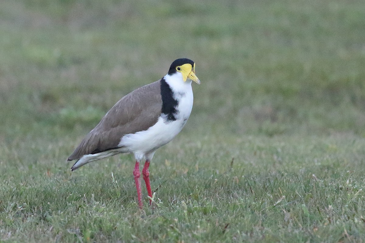 Masked Lapwing (Black-shouldered) - ML646268804