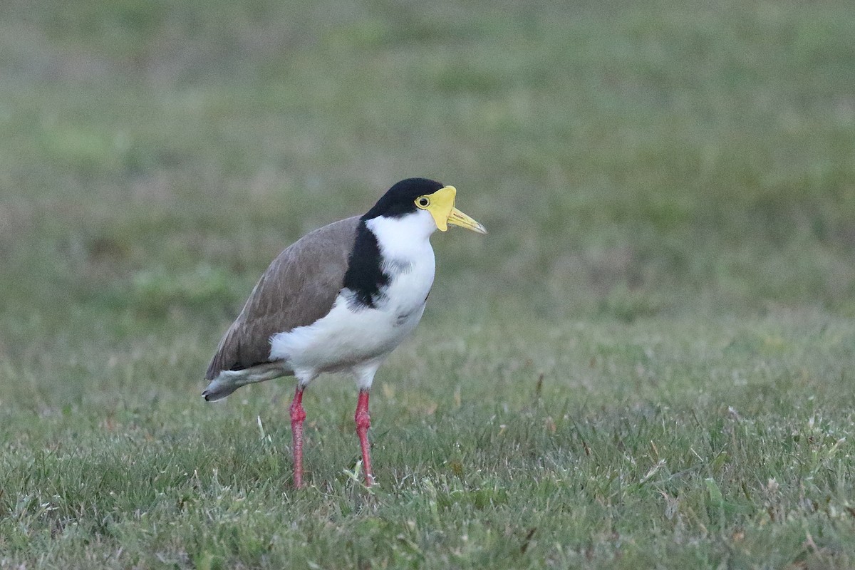 Masked Lapwing (Black-shouldered) - ML646268805
