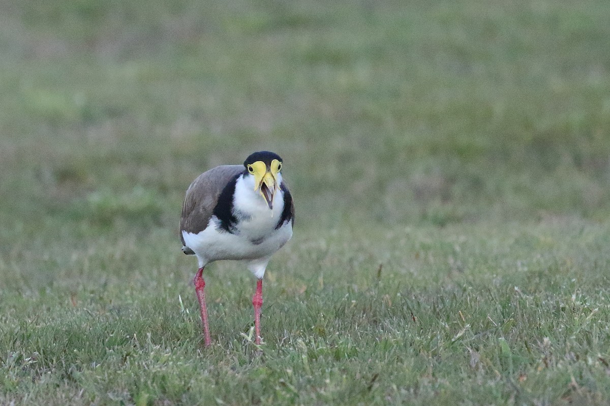 Masked Lapwing (Black-shouldered) - ML646268806