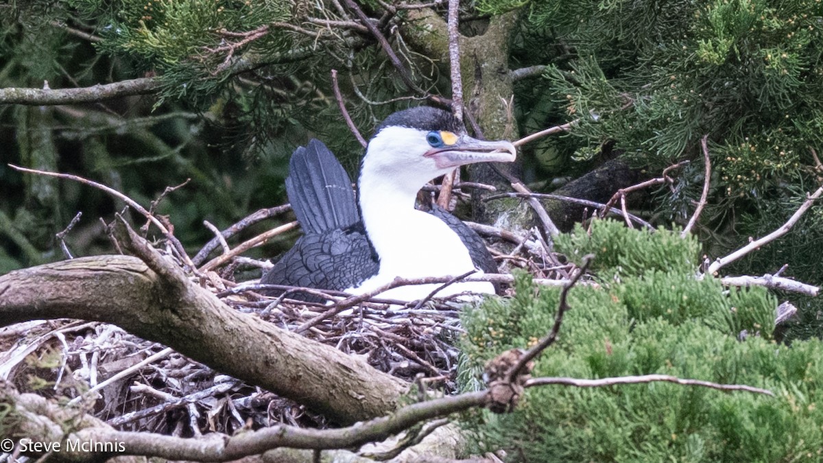 Pied Cormorant - ML646268807