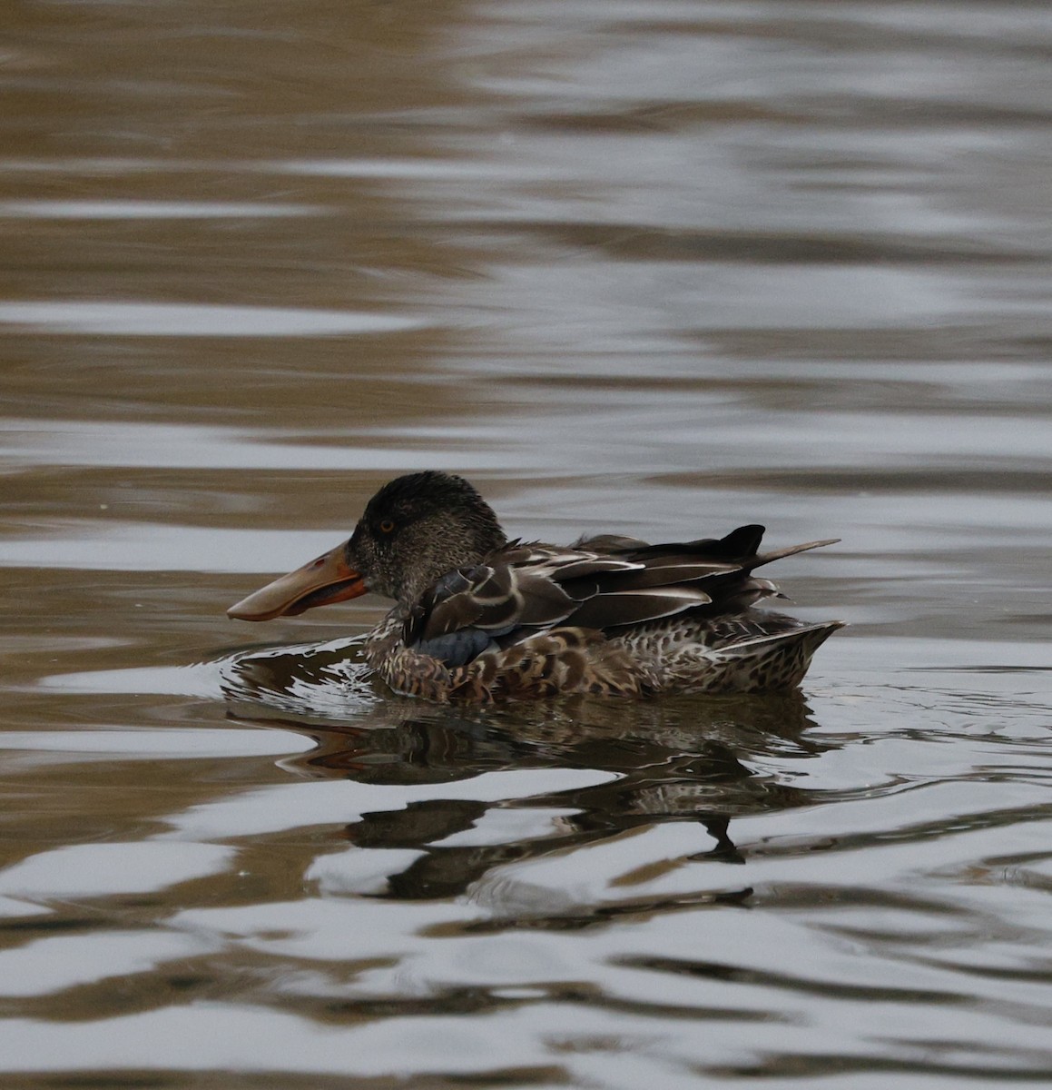 Northern Shoveler - ML646268809