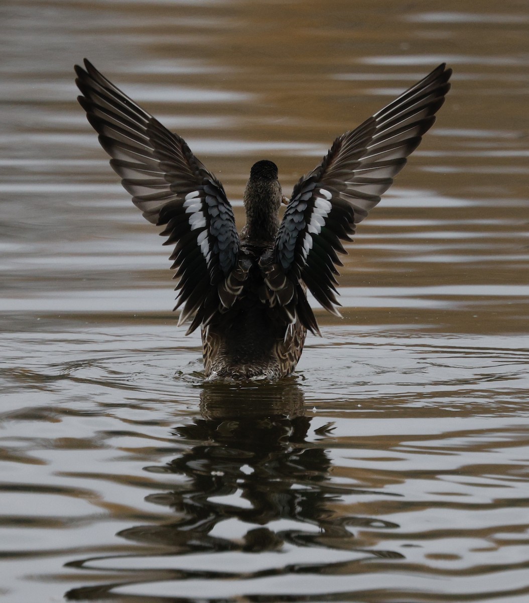 Northern Shoveler - ML646268810