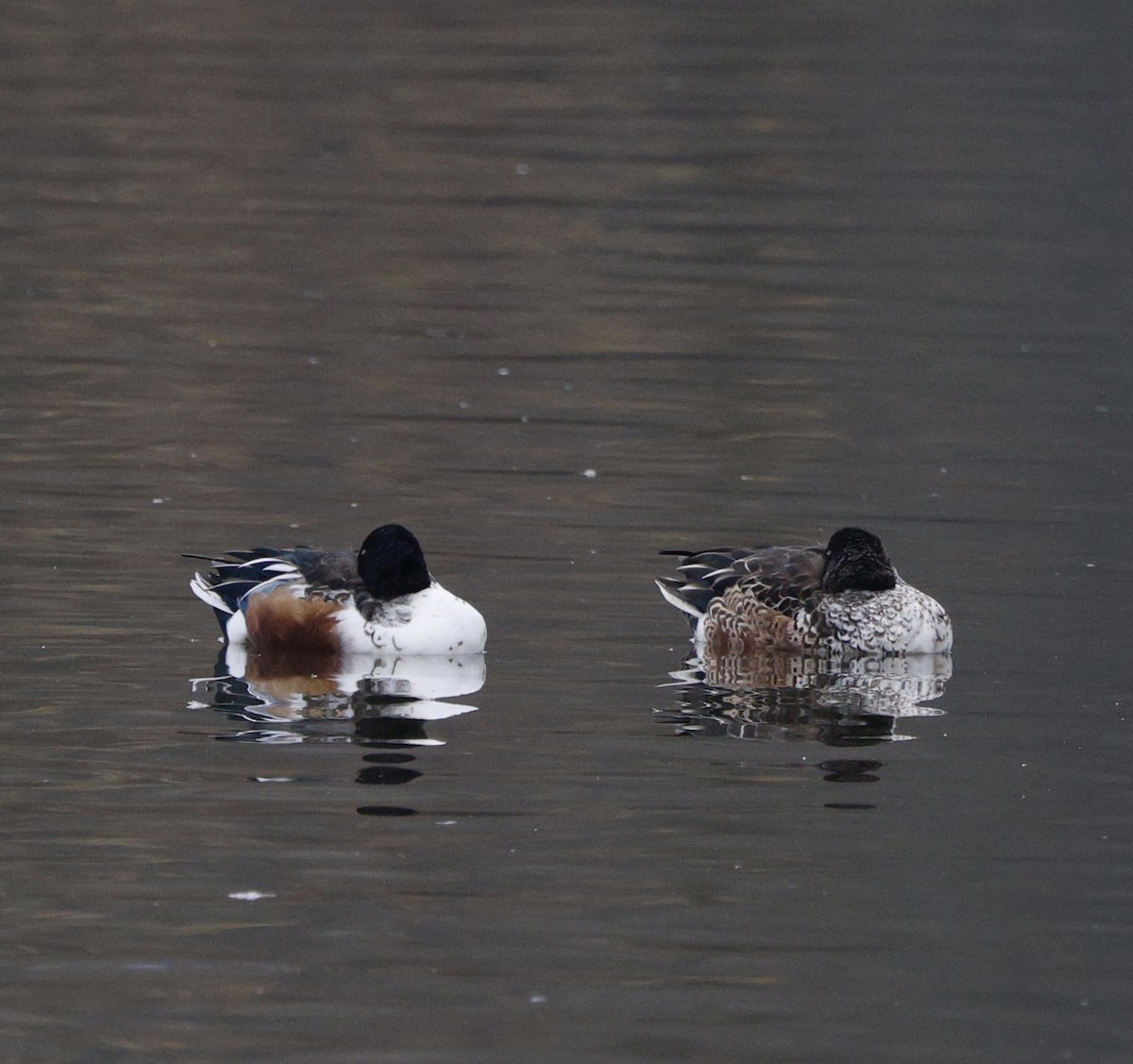 Northern Shoveler - ML646268811