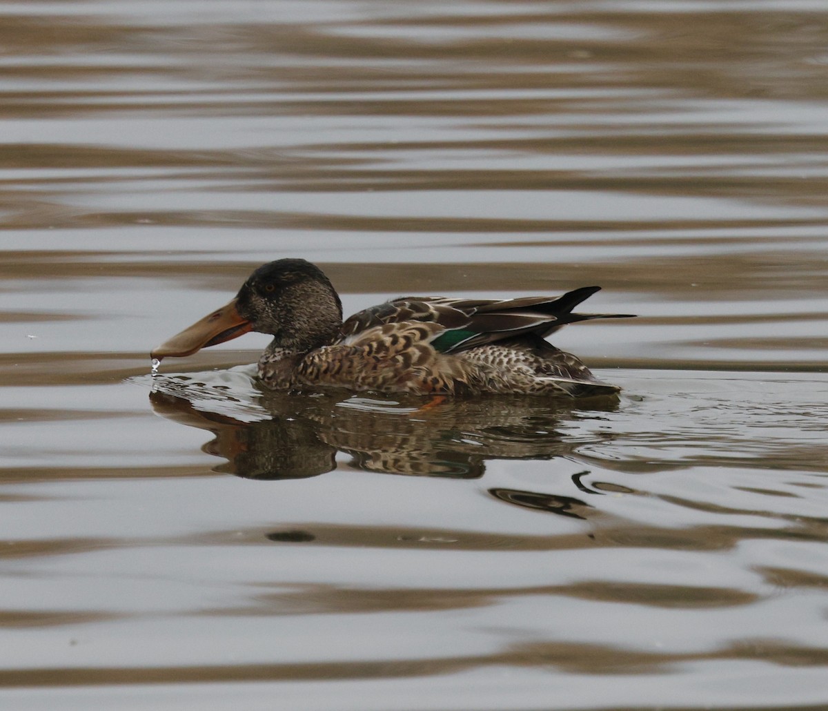 Northern Shoveler - ML646268812