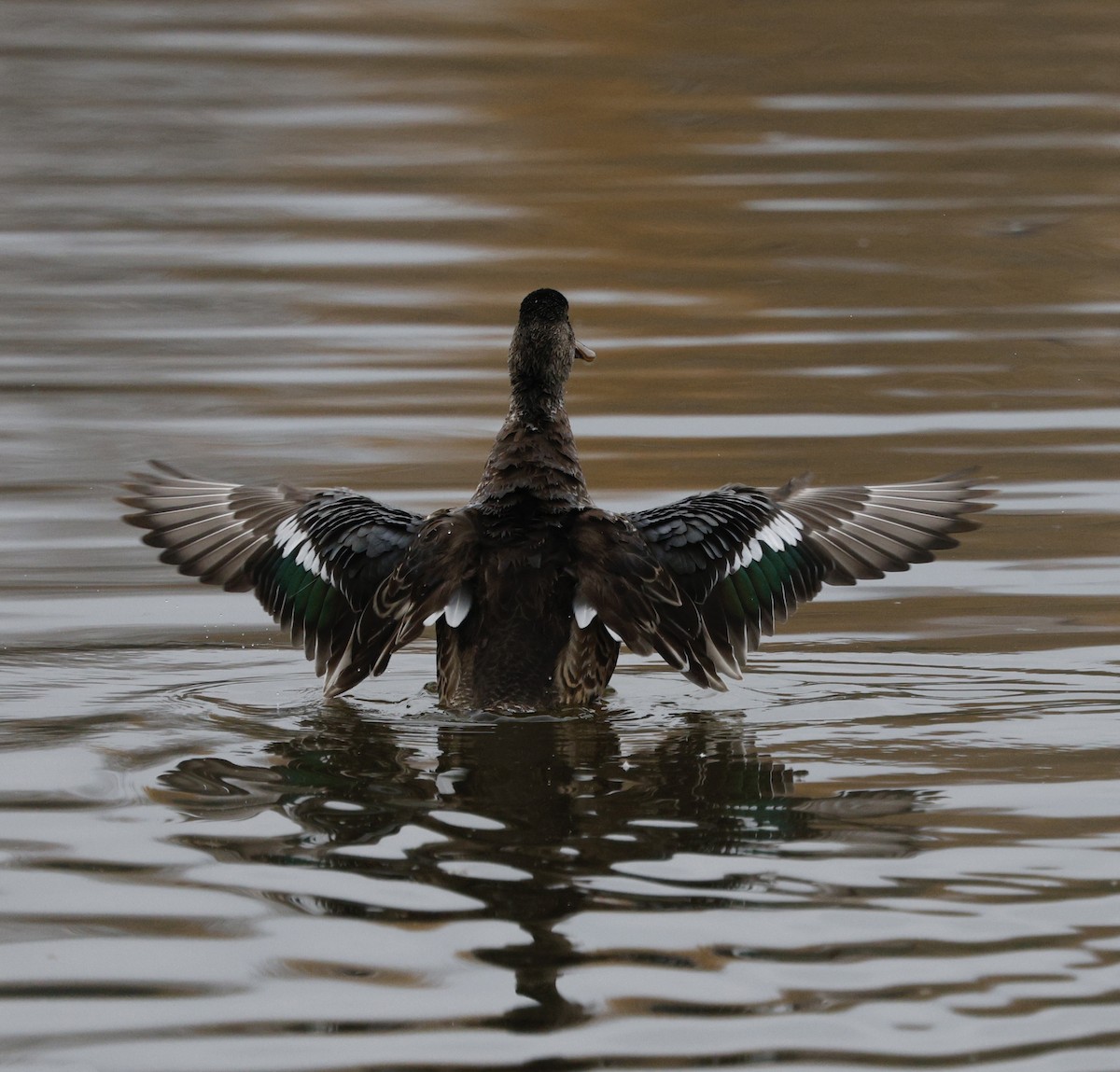 Northern Shoveler - ML646268813