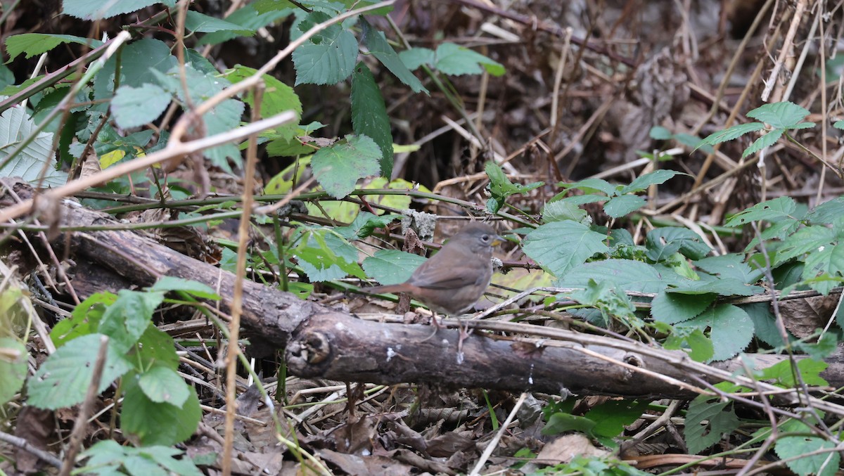 Fox Sparrow - ML646268814