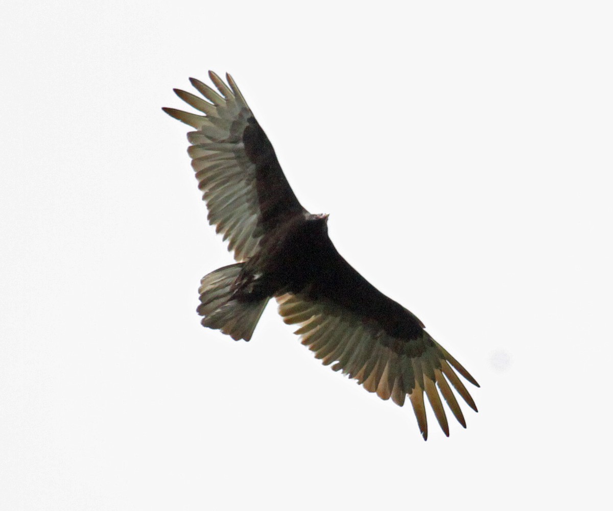 Turkey Vulture - ML646268816