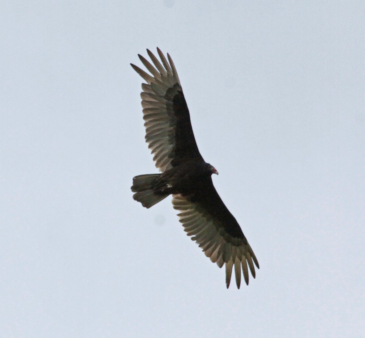 Turkey Vulture - ML646268817