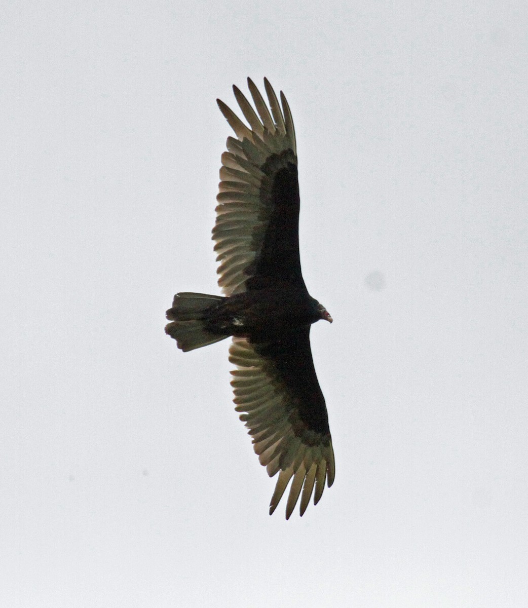 Turkey Vulture - ML646268819