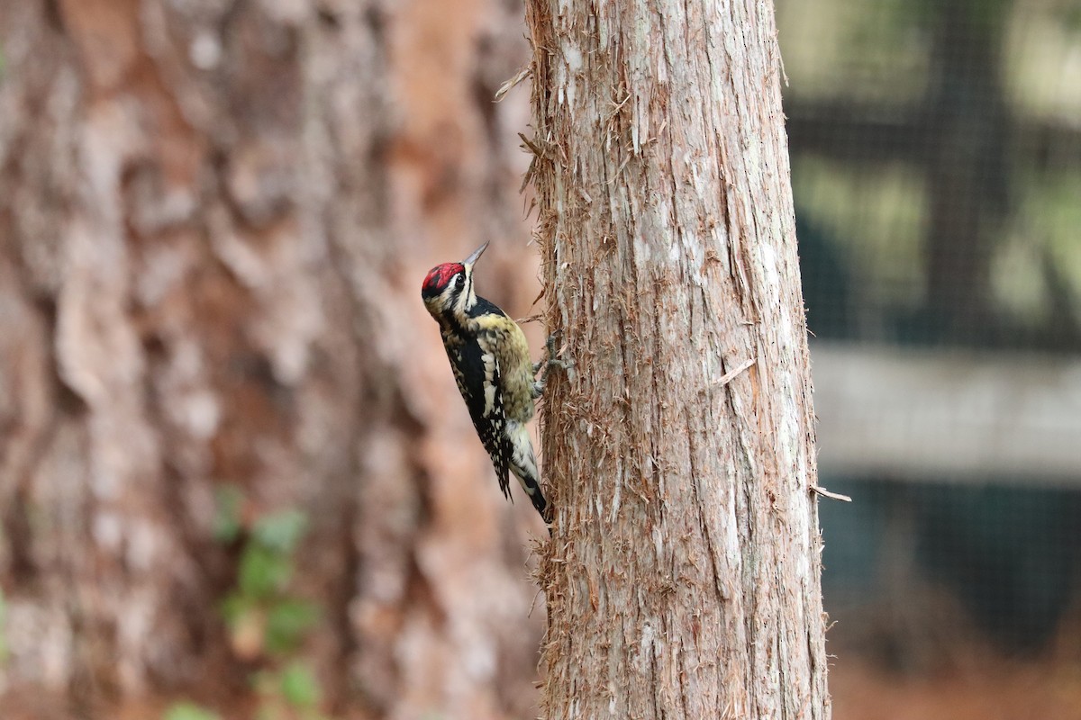 Chupasavia Norteño - ML646268820