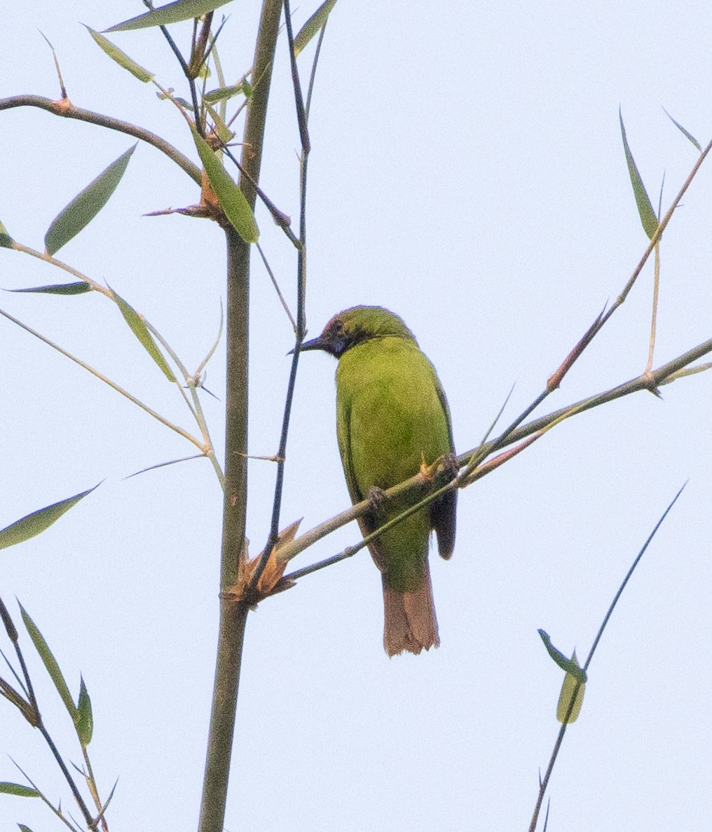 Golden-fronted Leafbird - ML646268821