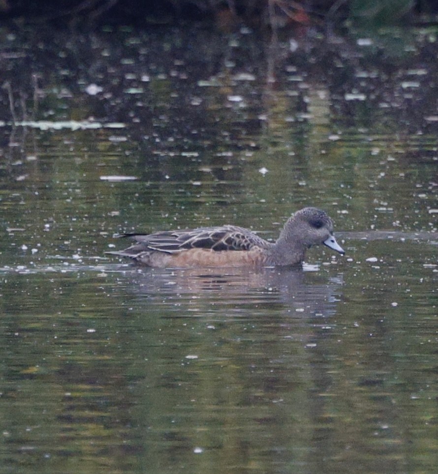 American Wigeon - ML646268822