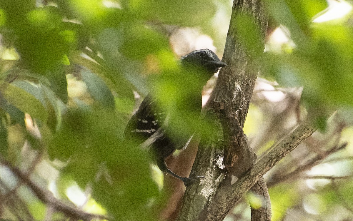Southern White-fringed Antwren - ML646268827