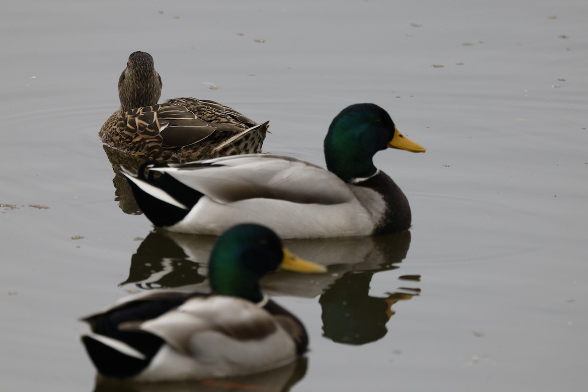 Mallard - ML646268828